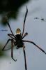 Nephila sp.
